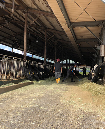 乾乳牛舎の見回り