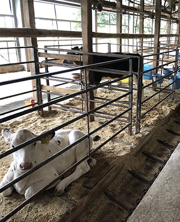 育成仔牛の管理