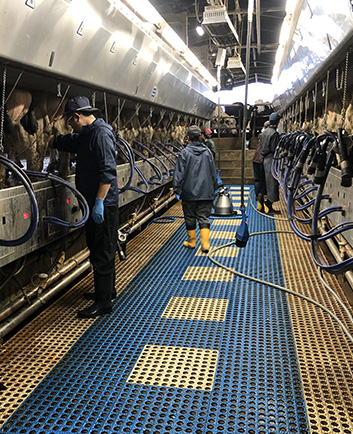 15頭ダブルパラレルミルキングパーラにて